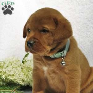 Hickory, Fox Red Labrador Retriever Puppy